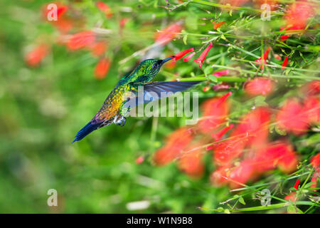 Rame-rumped Hummingbird, maschio, Saucerottia tobaci, Tobago, West Indies, Sud America Foto Stock