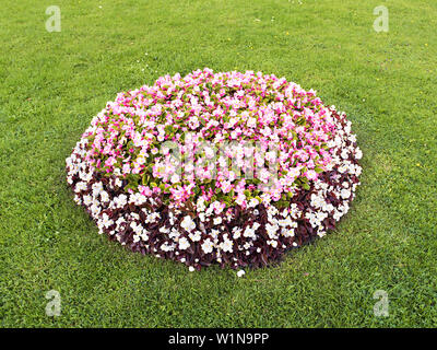 Aiuola di fiori con colori diversi nel centro del prato Foto Stock