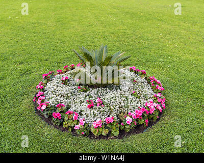 Aiuola di fiori con colori diversi nel centro del prato Foto Stock