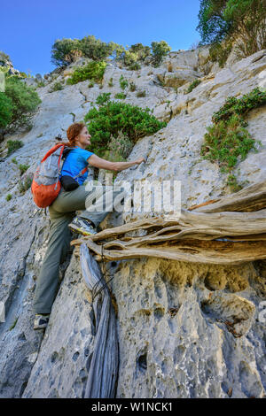 Donna arrampicarsi su rami di ginepro, Selvaggio Blu, il Parco Nazionale del Golfo di Orosei e del Gennargentu, Sardegna, Italia Foto Stock