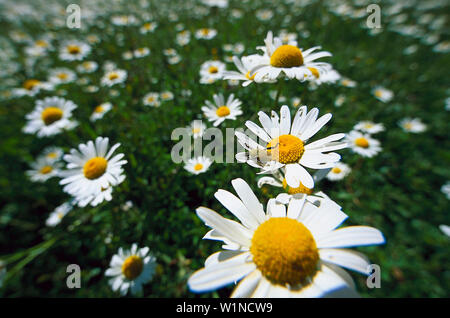 Margeriten, Marguerite, Leucanthemum vulgare Deutschland Foto Stock