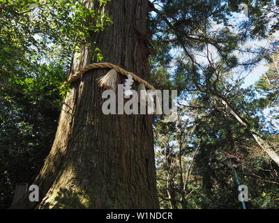 Il polpo cedro (tako sugi) sulla montagna Takao in Giappone Foto Stock