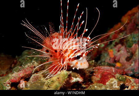 Antennen-Feuerfisch, leone Spotfin, Pterois ant, Pterois antennata Foto Stock