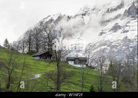 Grindelwald, agriturismo, Wetterhorn, Sito Patrimonio Mondiale dell'UNESCO Alpi svizzere Jungfrau-Aletsch, canton Berna Oberland Bernese, Svizzera Foto Stock