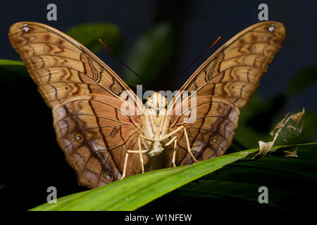 L incrociatore Butterfly, Vidula arsinoe, Queensland, Australia Foto Stock
