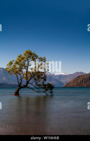 L'iconico "Lone Tree" nel lago, lago Wanaka, Regione di Otago, Isola del Sud, Nuova Zelanda Foto Stock