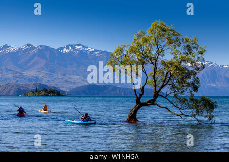 Persone kayak intorno all'iconica " Lone Tree" nel lago, lago Wanaka, Regione di Otago, Isola del Sud, Nuova Zelanda Foto Stock