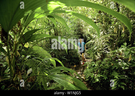 Giovane uomo che corre attraverso una giungla, Dominica, Piccole Antille, dei Caraibi Foto Stock