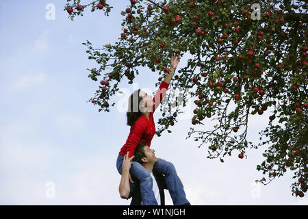 Donna Uomo di spalle, per raggiungere un apple, Stiria, Austria Foto Stock