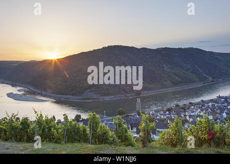 Vista sui vigneti a Oberwesel e il Reno, Valle del Reno superiore e centrale, Rheinland-Palatinate, Germania, Europa Foto Stock