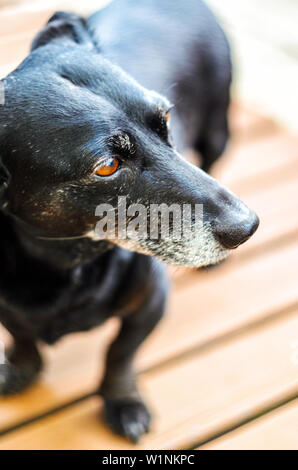 Ritratto di un vecchio stanco nero-dai capelli del cane bassotto nel cortile. Cane domestico con un muso grigio Foto Stock