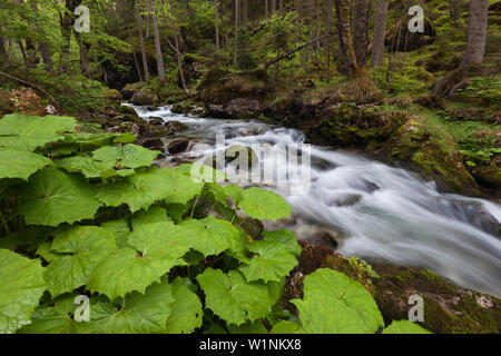 Mountain Creek nel Hartelsgraben boschi in primavera con piante in primo piano, il Parco Nazionale Gesäuse, Alpi Ennstal, Stiria, Austria Foto Stock