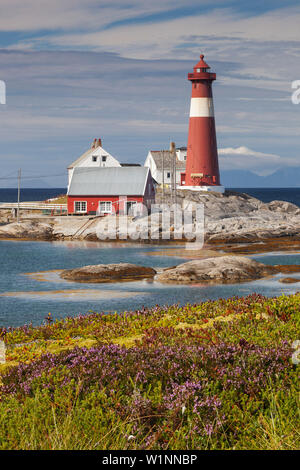 Il Faro Faro Tranøy su una soleggiata giornata estiva con erica in fiore in primo piano, Tranøya, Hamarøy, Nordland, Norvegia e Scandinavia Foto Stock