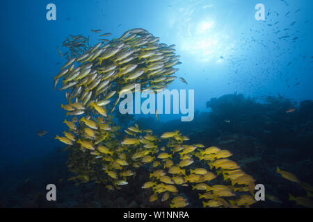 Secca di tonno obeso snapper e Fivelined Snapper, Lutjanus lutjanus, della Grande Barriera Corallina, Australia Foto Stock