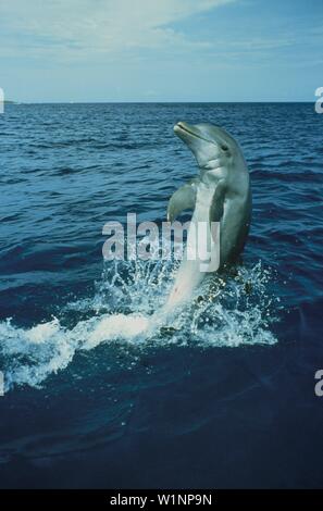 I Delfini Bottlenosed, Tursiops truncatus, Caraibi, Islas de la Bahia, Hunduras, dei Caraibi Foto Stock