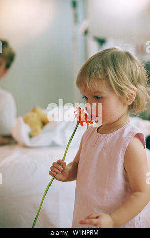 Il Toddler girl prendendo un odore in una gerbera Foto Stock