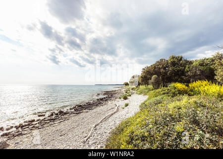 Forest lungo la costa mediterranea, Peroi, Istria, Croazia Foto Stock