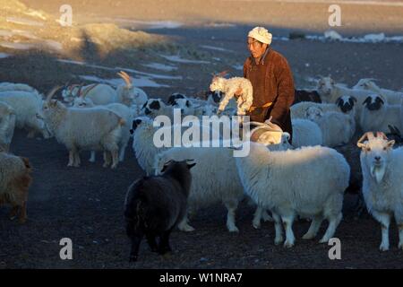 Il nomade mongola in un allevamento di capre Cashmere e pecore con un agnello in mano, Mongolia Foto Stock