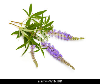 Vitex agnus-castus, casto albero o chastetree, chasteberry, Abramo IL BALM, lilla chastetree o del fratello pepe. Foto Stock