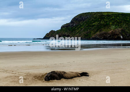 Un leone di mare sulla spiaggia di Cannibal Bay, il Catlins, Isola del Sud, Nuova Zelanda Foto Stock