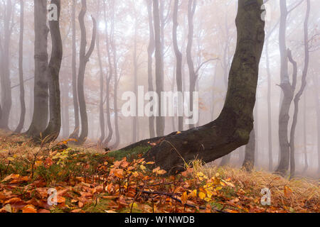 Primordiale della foresta di faggio in autunno, Monti Metalliferi, Ustecky kraj, Repubblica Ceca Foto Stock