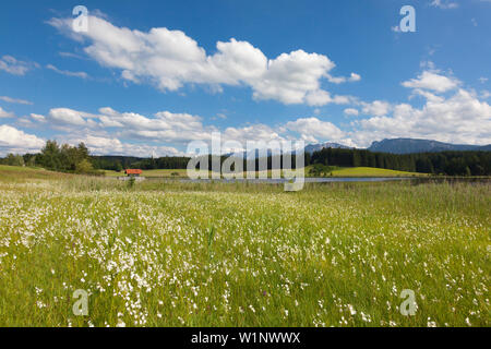 Erba di cotone, vista su Attlesee vicino a Nesselwang di Tannheimer montagne, Allgaeu, Baviera, Germania Foto Stock