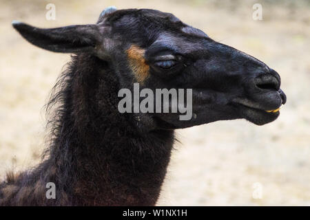 Carino il ritratto di un Nero Lama vicino. Lama Glama. Mammifero Foto Stock