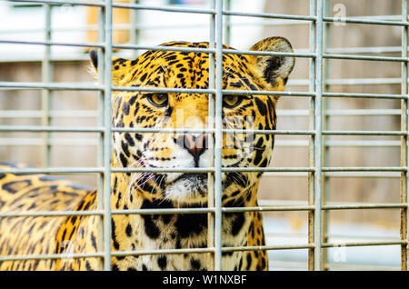 Ritratto di Jaguar Close Up. Panthera onca, Big Cat in una gabbia Zoo Foto Stock
