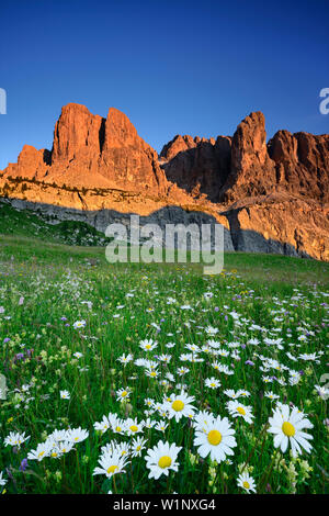 Il prato fiorito con marguerites nella parte anteriore della sella gamma, Sella, Dolomiti, patrimonio mondiale dell UNESCO Dolomiti, Alto Adige, Italia Foto Stock