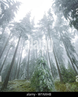 Foresta ghiacciata in Wechselgebiet, Austria Inferiore, Austria Foto Stock