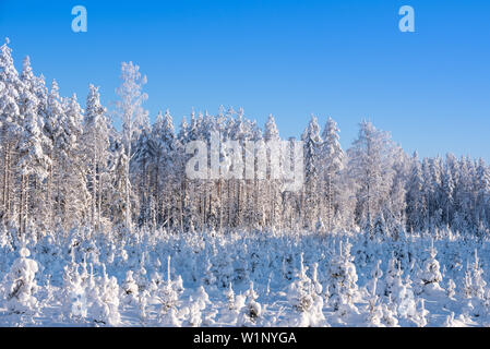 Snowy foresta di pini. Paesaggio invernale in Finlandia orientale. Foto Stock