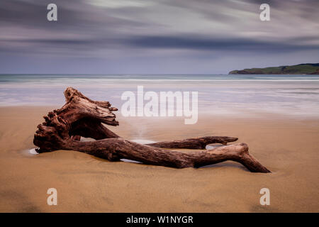 Driftwood a Surat Bay, il Catlins, Isola del Sud, Nuova Zelanda Foto Stock