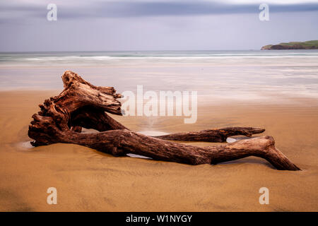 Driftwood a Surat Bay, il Catlins, Isola del Sud, Nuova Zelanda Foto Stock