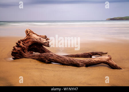 Driftwood a Surat Bay, il Catlins, Isola del Sud, Nuova Zelanda Foto Stock