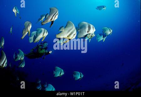 Batfish Longfin e scuba diver, Platax teira, isole delle Maldive, Oceano Indiano, Atol Ari Atoll Foto Stock