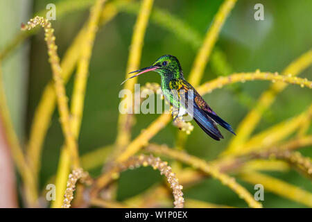 Rame-rumped Hummingbird, maschio, Saucerottia tobaci, Tobago, West Indies, Sud America Foto Stock