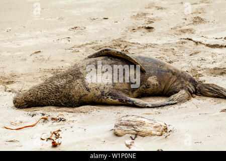 Un leone di mare dormire in sabbia a Surat Bay, il Catlins, Isola del Sud, Nuova Zelanda Foto Stock