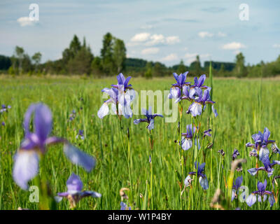 Siberian Iris vicino al fiume Loisach, Iris sibirica, Alta Baviera, Germania, Europa Foto Stock