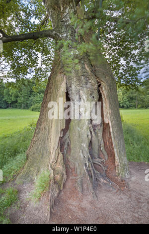 Una betulla growns in una quercia in Jenisch park, città anseatica di Amburgo, Germania settentrionale, Germania, Europa Foto Stock