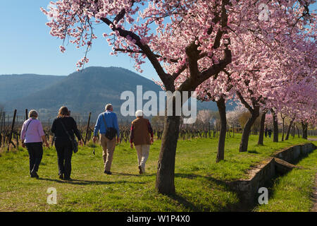 Fiore di mandorla a Villa Ludwigshoehe, Mandelbluetenweg, Deutsche Weinstrasse (tedesco la strada del vino), Pfalz, Renania-Palatinato, Germania Foto Stock