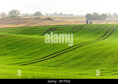 Il sentiero E9, viaggio di andata e ritorno: costa da Boltenhagen a Redewisch / intorno ripida costa intorno a dopo Steinbeck / nell'angolo Klützer dal Leonorenwald / Ste Foto Stock