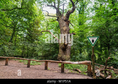 Dicke Marie, aeltester Baum von Berlin, ca. 500 bsi 700 Jahre alt, Durchmnesser 665 cm, Hoehe 26 metri, Querus robur , Stieleiche, Tegeler See, Berlino Foto Stock