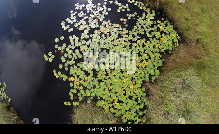 Waterlillies su stagno, Nymphaea alba, Alta Baviera, Germania Foto Stock