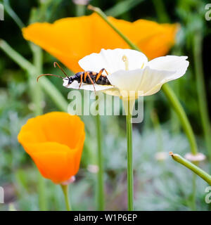 Immagine naturale: lo scarabeo si siede sul fiore bianco petalo eshsholtsiya Foto Stock