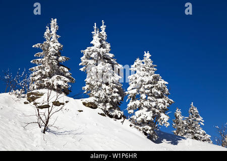 Snowcovered abete, picea abies, Winterscenery sulla montagna Arber, Baviera, Germania, Europa Foto Stock