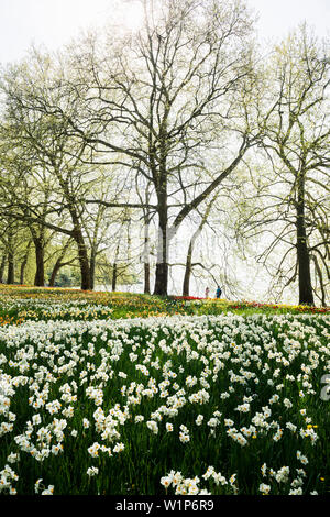 Prato con dei narcisi, Isola di Mainau, Lago di Costanza, Baden-Württemberg, Germania Foto Stock