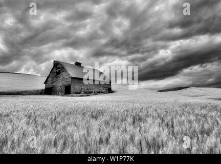 Fienile nel campo di grano con avvicinamento nuvole temporalesche. Il Palouse, Washington Foto Stock