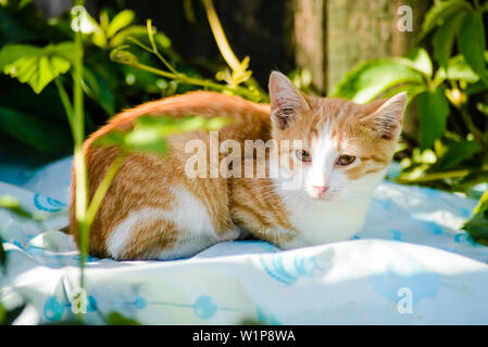 Poco carino redhead con il bianco gattino seduto in cantiere in una giornata di sole Foto Stock