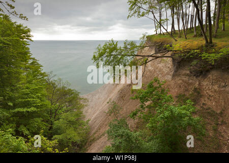 In legno di faggio al di sopra del chalk rocks, Jasmund National Park, Ruegen, Mar Baltico, Meclemburgo-Pomerania Occidentale, Germania Foto Stock