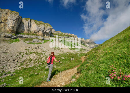 Donna escursionismo sul percorso attraverso il prato con fiori, Hoher Ifen in background, Hoher Ifen, Allgaeu Alpi, la valle di Walsertal, Vorarlberg, Austria Foto Stock